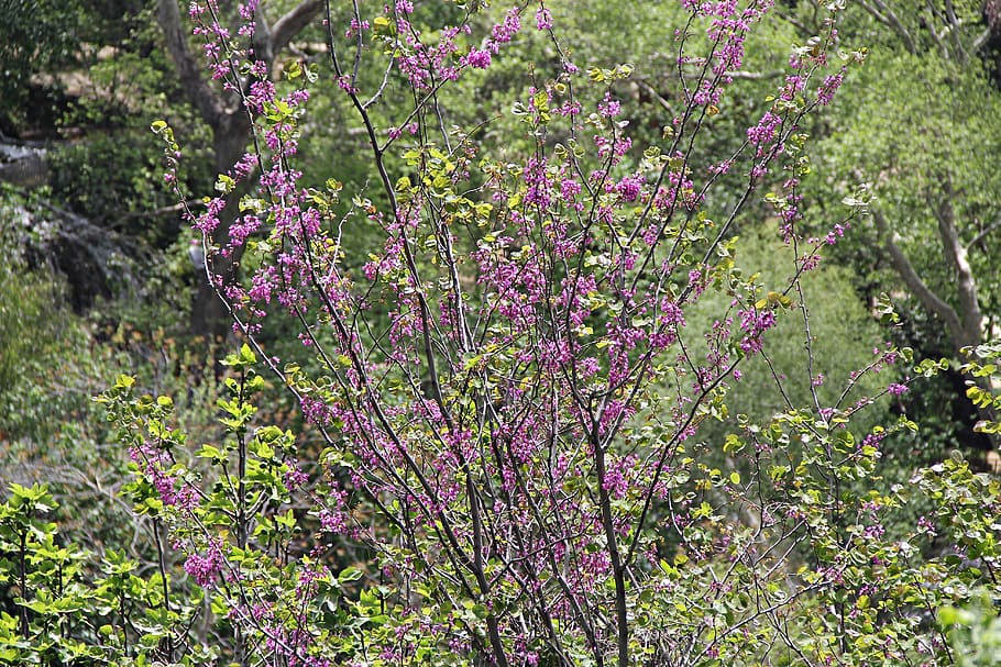 flower, spring, nature, plant, blooming, color, beauty, natural HD wallpaper