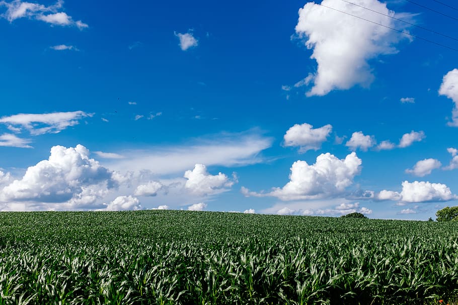 green field and blue sky, agriculture, background, beautiful, HD wallpaper