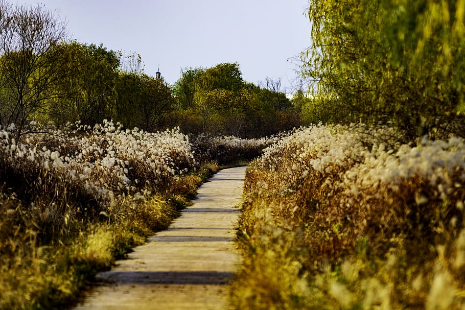 yellow-petaled flowers, plant, tree, growth, tranquility, the way forward HD wallpaper