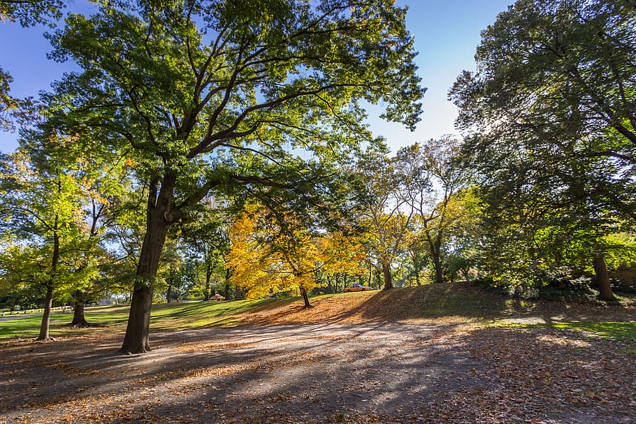 central park, trees, nature, landscape, skyline, spring, outdoors HD wallpaper
