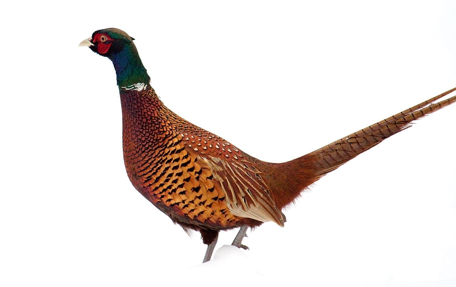 pheasant, wild, bird, animal, nature, animal themes, vertebrate HD wallpaper