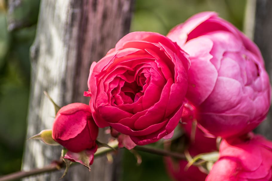 roses, flowers, macro, romance, nature, red, flowering plant HD wallpaper