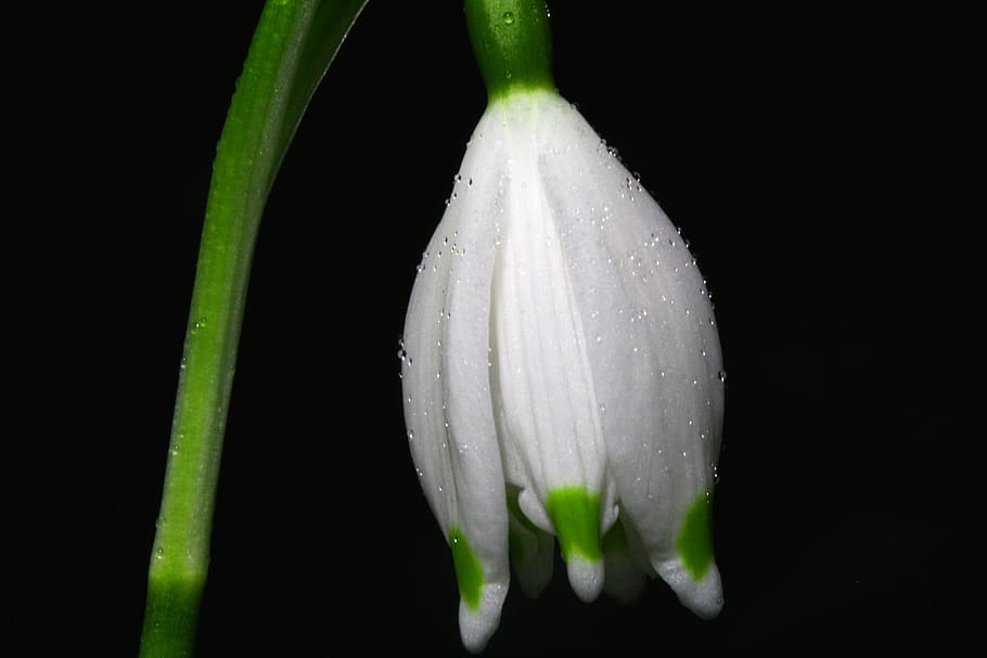 White Green Flower in Bloom, blossom, dew, flora, HD wallpaper HD wallpaper