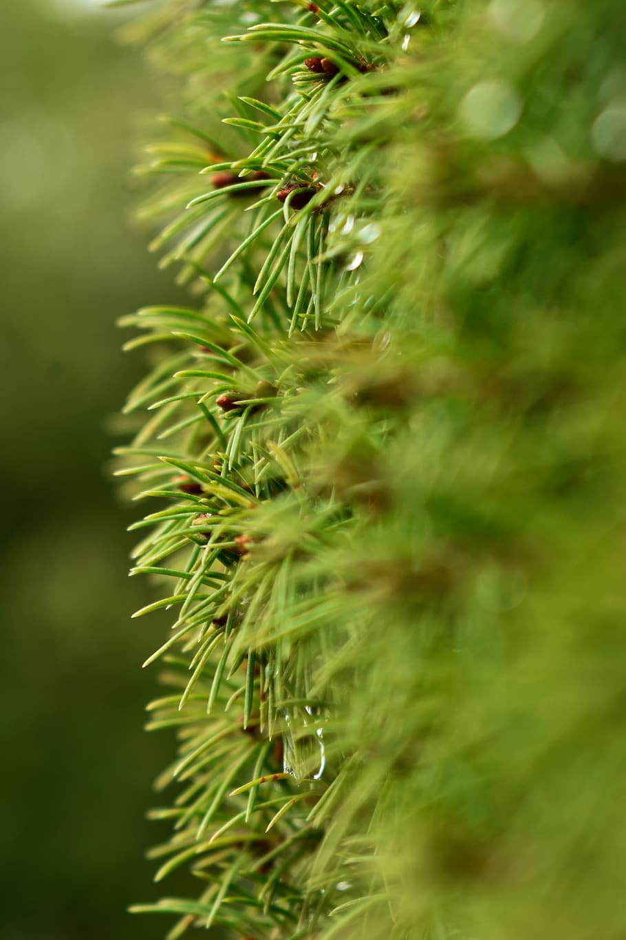 green color, plant, growth, selective focus, close-up, nature HD wallpaper