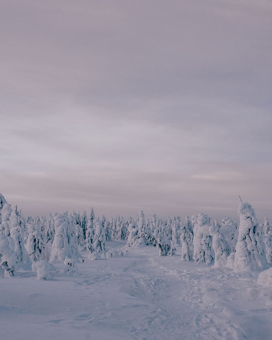 pine trees coated with snpw, nature, outdoors, ice, snow, mountain HD wallpaper