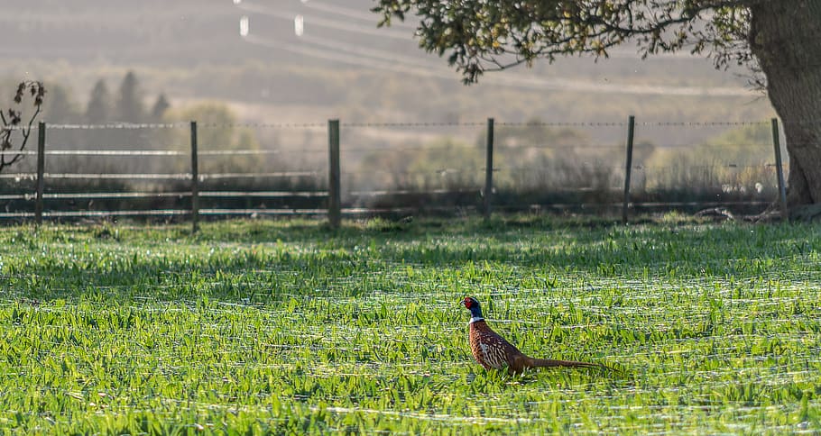 pheasant, meadow, spider webs, grass, green, nature, species HD wallpaper