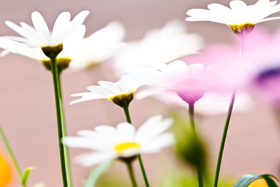 flower, white, petal, bloom, garden, plant, nature, autumn HD wallpaper