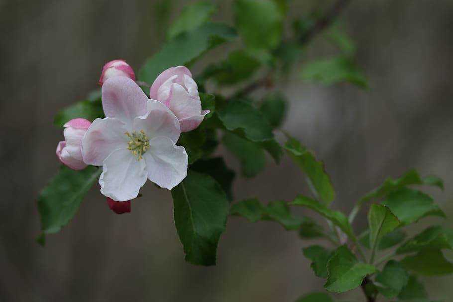 flowers, white, casey, tree, spring, nice, petals, blooming HD wallpaper