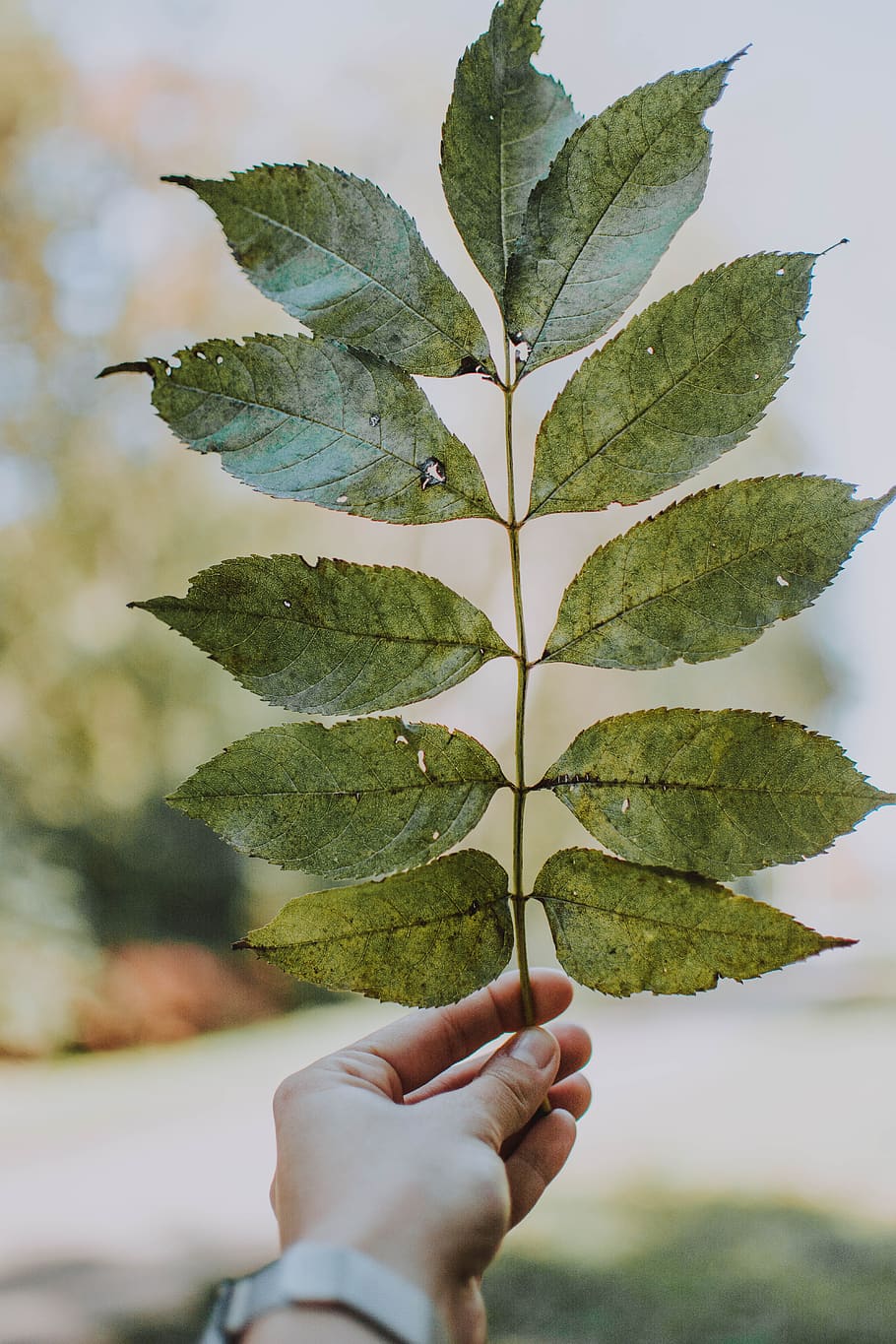 woman, hand, leaf, keep, green, nature, autumn, human hand HD wallpaper
