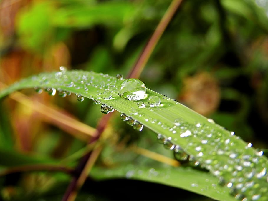 Water Drops on Leaf, close-up, dew, macro, nature, plant, wet HD wallpaper