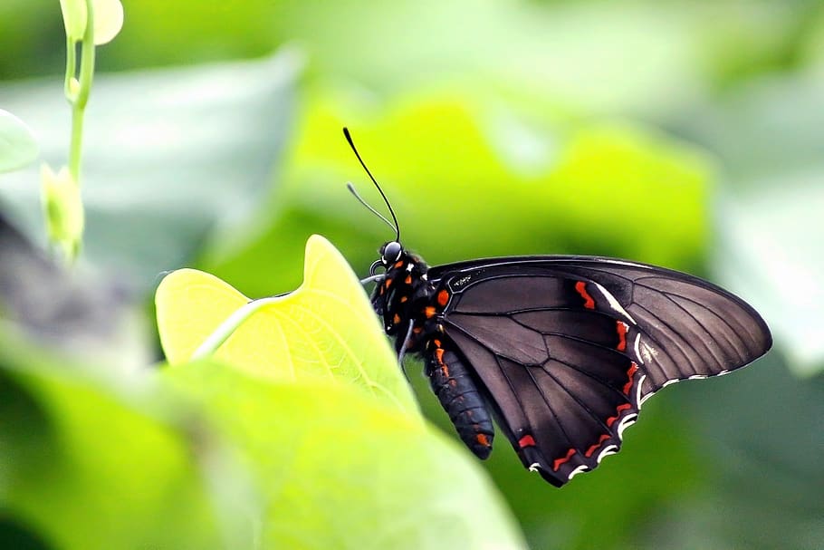 butterfly, nature, insect, leaf, summer, animal world, wing HD wallpaper