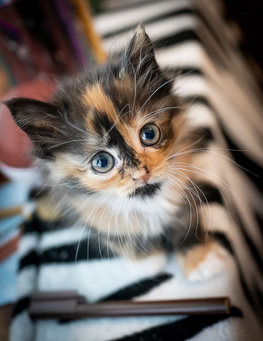 mammal, animal themes, pets, domestic animals, one animal, domestic cat HD wallpaper