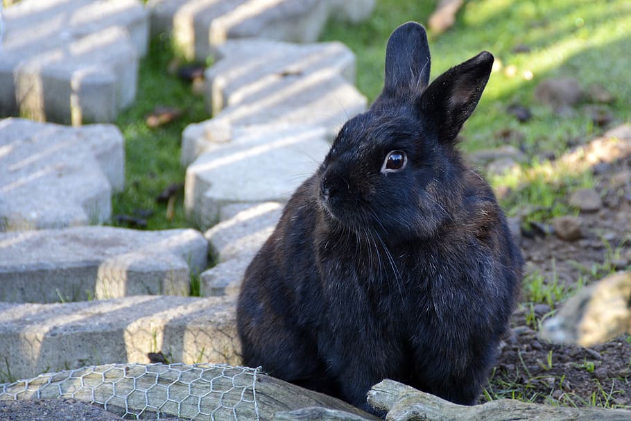 rabbit, hare, animal, cute, easter, nature, pet, animal world HD wallpaper