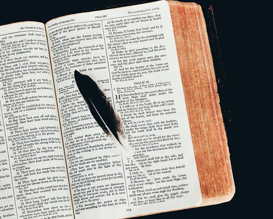 black feather on open book, paper, publication, no people, text HD wallpaper