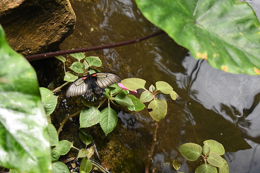 butterfly, pond, insect, reflection, leaves, water, leaf, plant part HD wallpaper