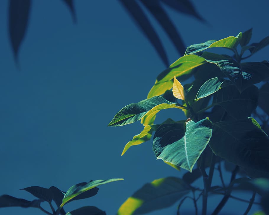 leaf, plant, flower, blossom, veins, acanthaceae, animal, bird HD wallpaper