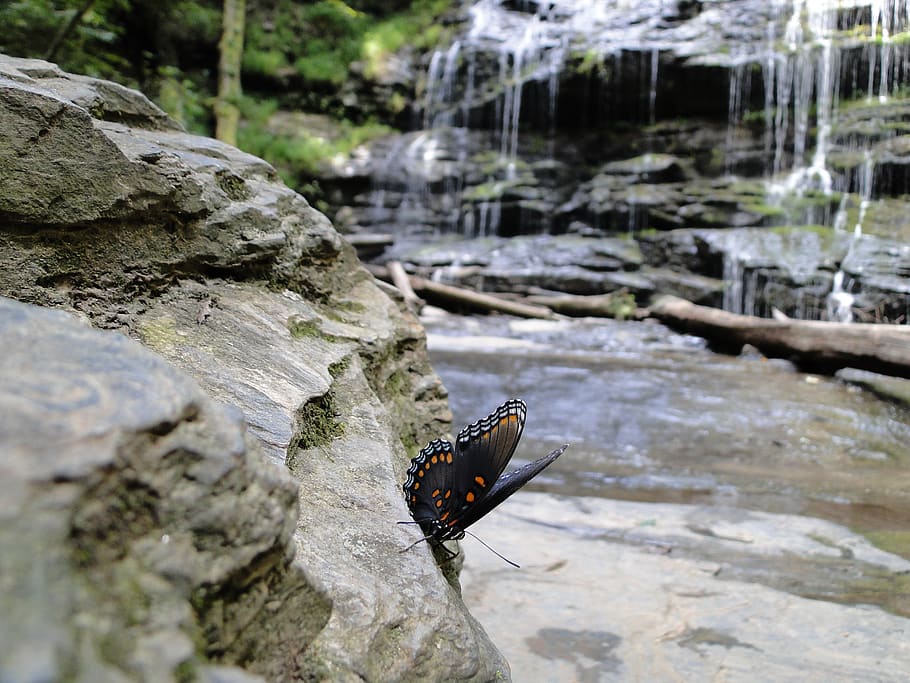 waterfall, butterfly, rock, forest, lovely, backgrounds, beautiful HD wallpaper
