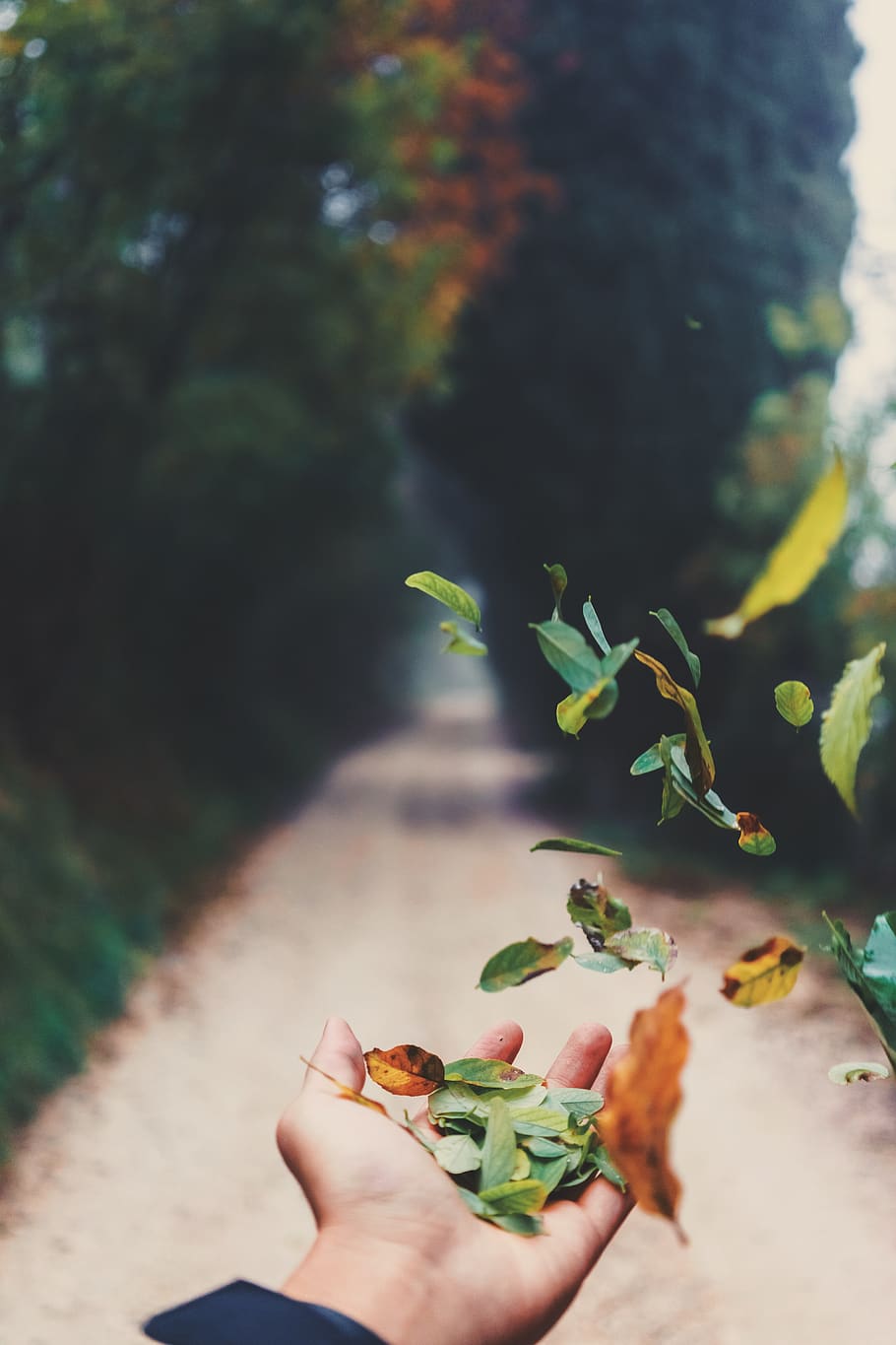 forest, trees, blur, bokeh, leaves, autumn, fall, hand, mid air HD wallpaper
