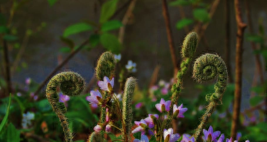 purple flower on field, fern, flora, plant, franklin grove, united states HD wallpaper