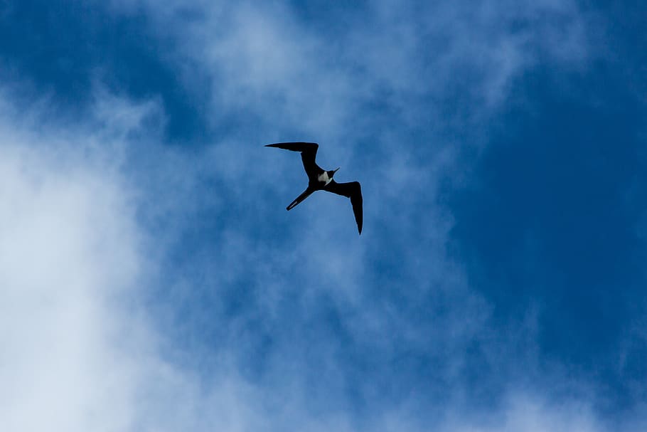 mexico, cancún, bird, ocean, sea bird, nature, flying, animal wildlife HD wallpaper