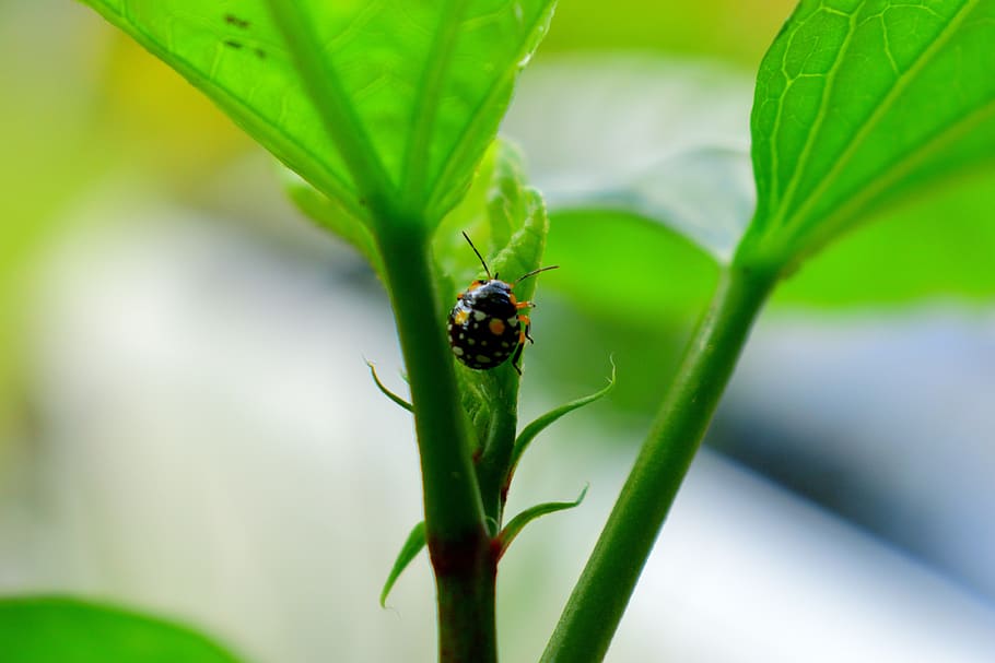 insect, flora, garden, ladybug, invertebrate, animal wildlife HD wallpaper