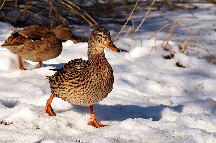 duck, mallard, snow, winter, cold, colorful, water bird, duck bird HD wallpaper