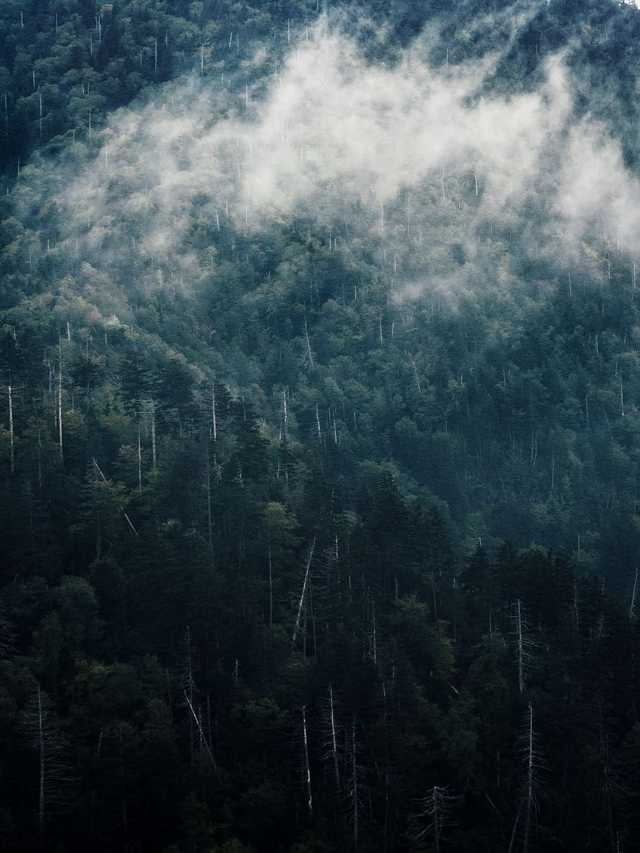 fog on mountain, plant, tree, nature, vegetation, outdoors, forest HD wallpaper
