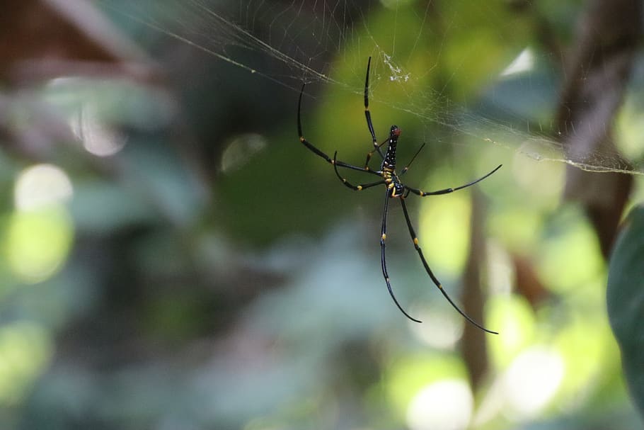 spider, cobweb, insect, nature, close up, arachnid, animal world HD wallpaper
