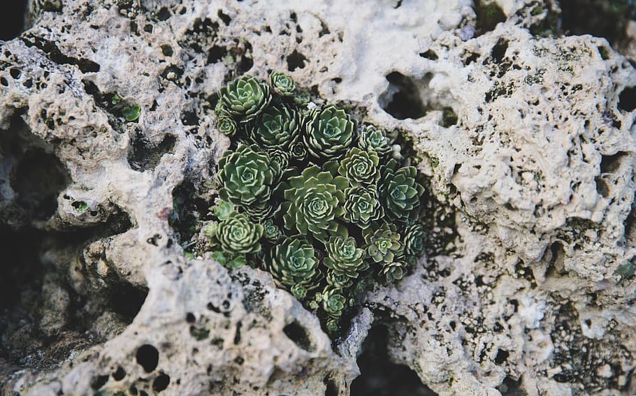 green succulent plants on white rock, soil, nature, animal, invertebrate, HD wallpaper