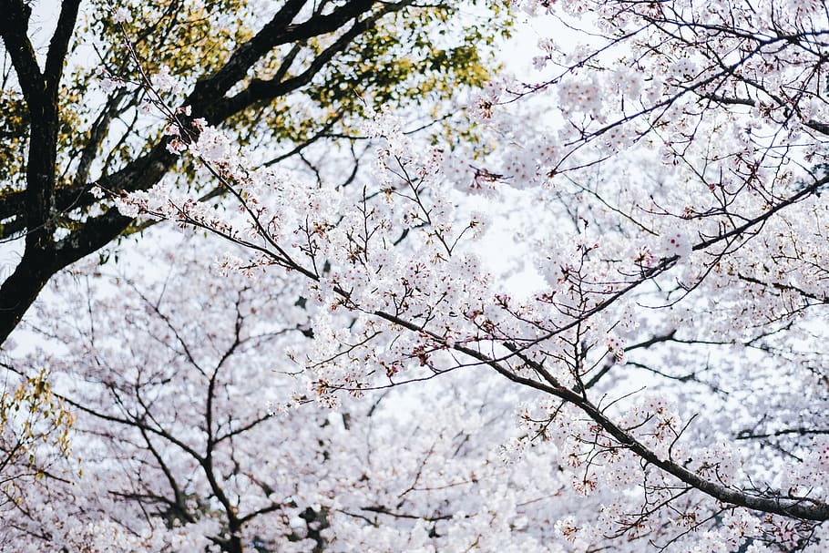 white tree at daytime, plant, blossom, flower, cherry blossom HD wallpaper