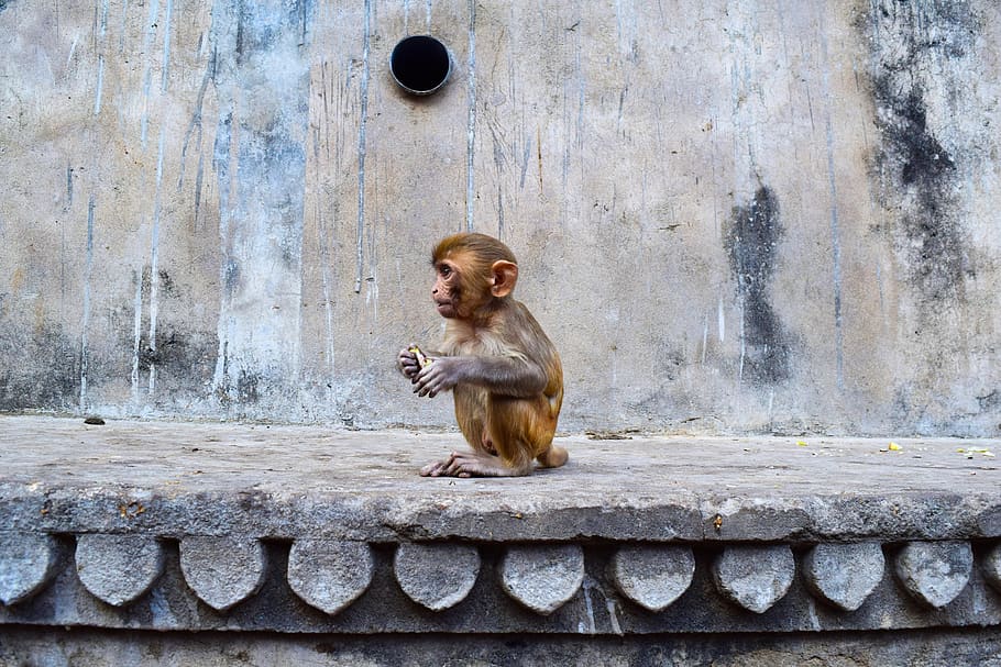 jaipur, india, monkey, temple, animal, world, primate, mammal HD wallpaper