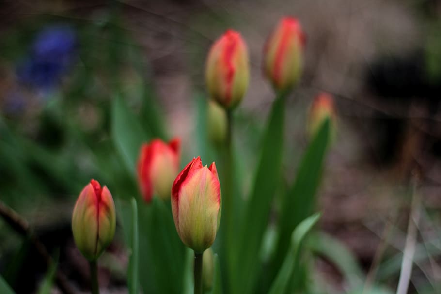 tulips, red, spring, flowers, garden, spring flower, background HD wallpaper