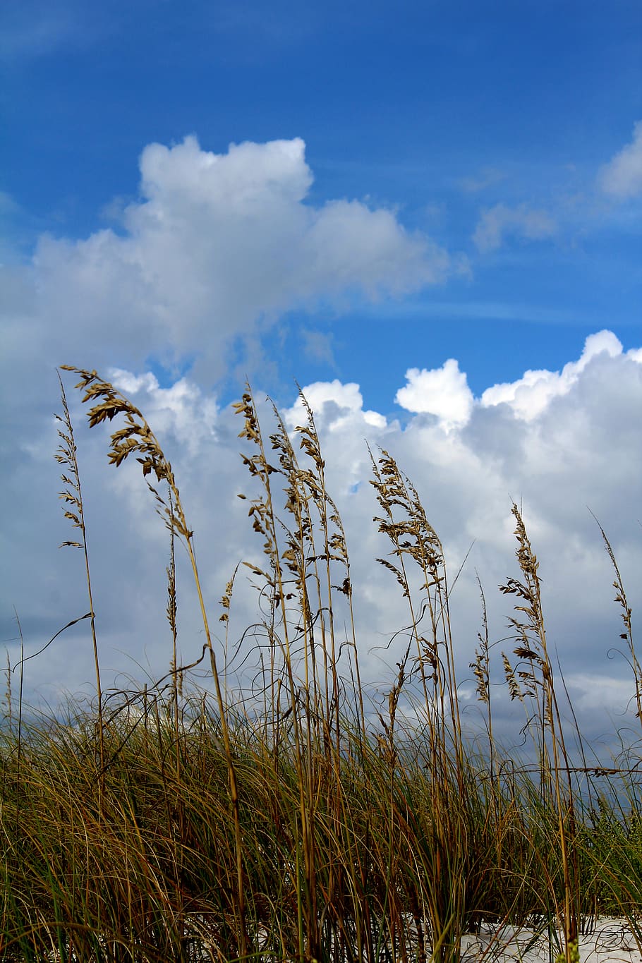 pensacola beach, united states, sea oats, clouds, cloud - sky, HD wallpaper