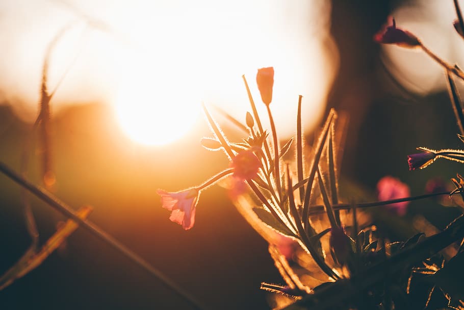 sunset, flower, backlit, sunshine, plant, nature, outdoor, pink HD wallpaper