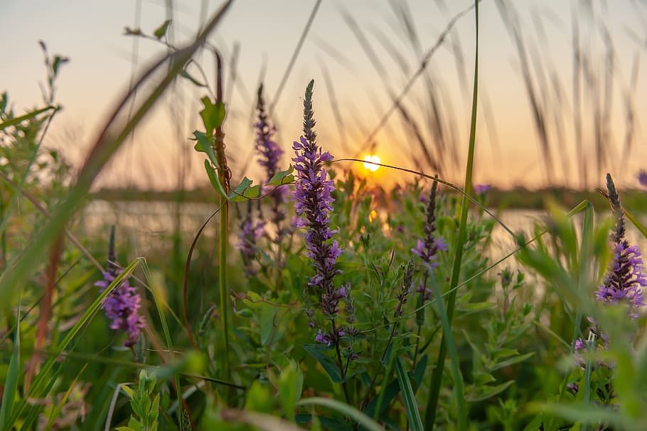 Purple Lavender Flowers Selective-focus Photography at Sunset HD wallpaper