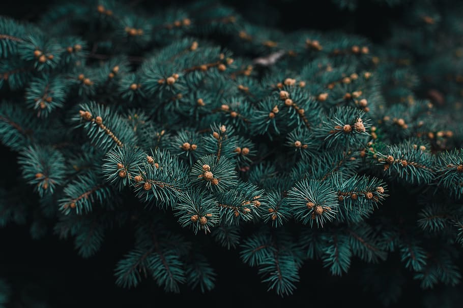 green Christmas tree, plant, growth, no people, beauty in nature HD wallpaper