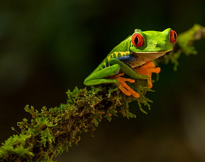 green Frog, animal, reptile, lizard, wildlife, amphibian, tree frog HD wallpaper