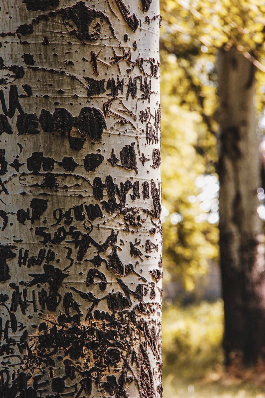 kyrgyzstan, bishkek, tree trunk, focus on foreground, plant, HD wallpaper