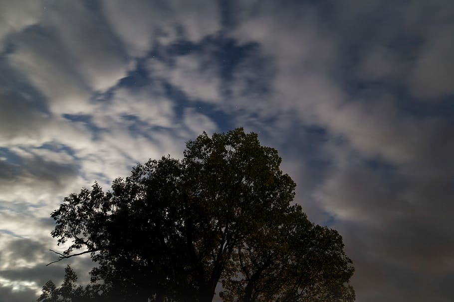 Green Tree Under White and Blue Sky, clouds, night, cloud - sky HD wallpaper
