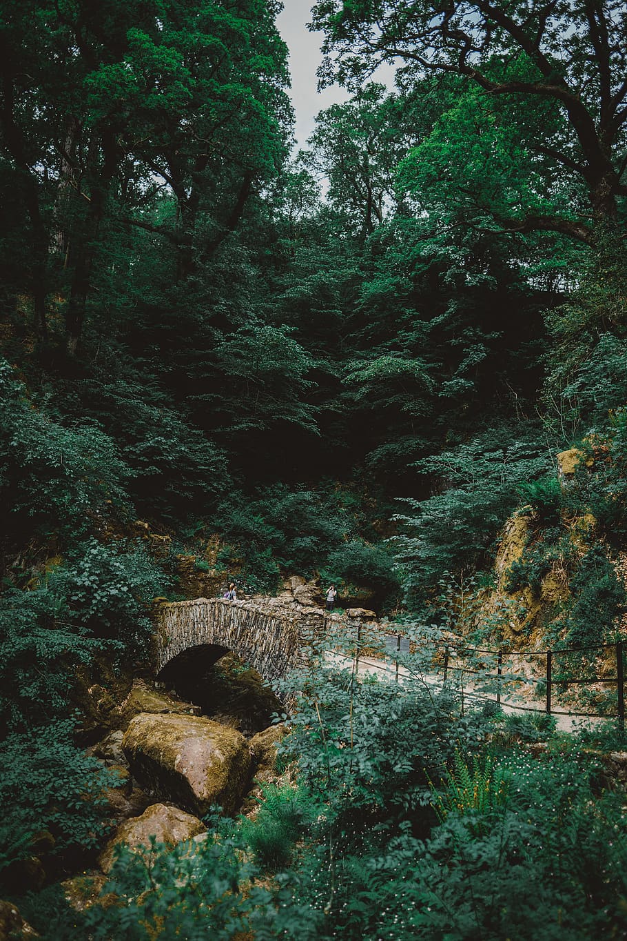 tree, amazing, stone, nature, path, lush, beautiful, district HD wallpaper
