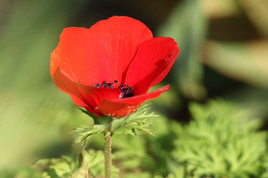 flower, anemone, red, nature, flowering plant, fragility, vulnerability HD wallpaper