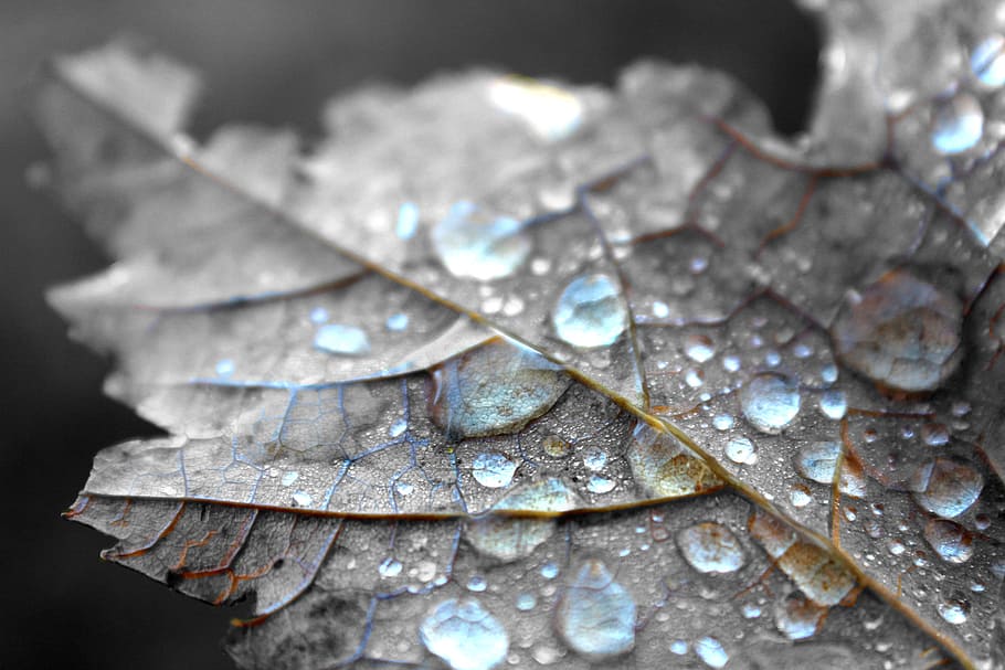 Close Up Photography of Water Dew on Brown Maple Leaf, beautiful HD wallpaper