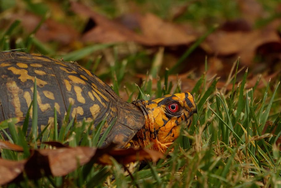 leaves, turtle, fall, grass, animal, animal themes, animal wildlife HD wallpaper