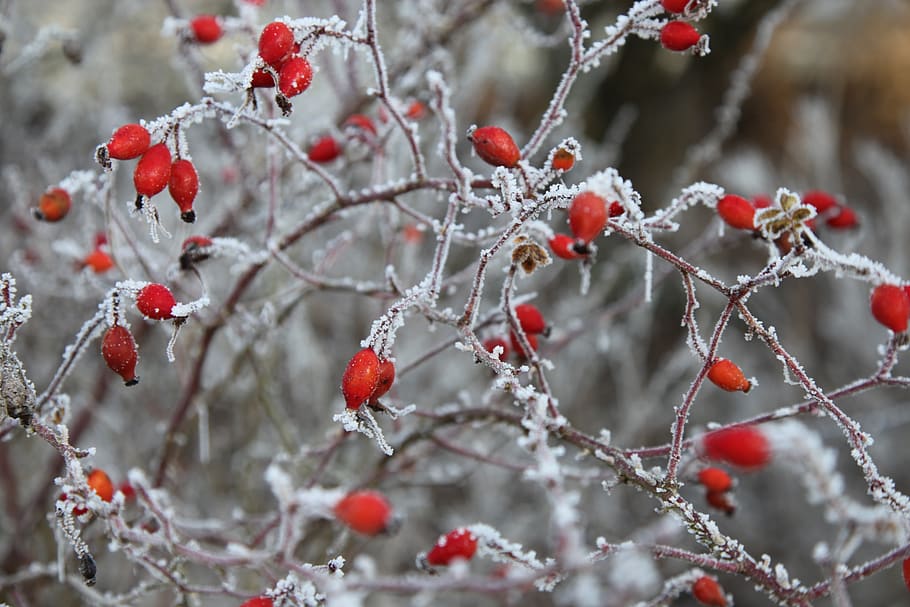 frost, winter, cold, nature, crystals, plants, rose hips, high-ass HD wallpaper