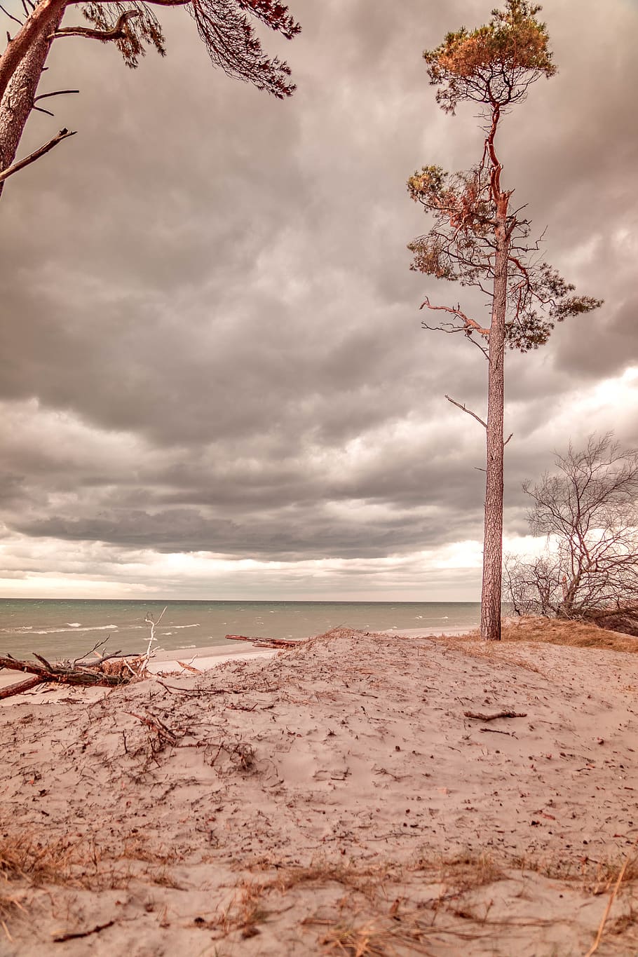 baltic sea, west beach, tree, clouds, fischland-darss, coast HD wallpaper