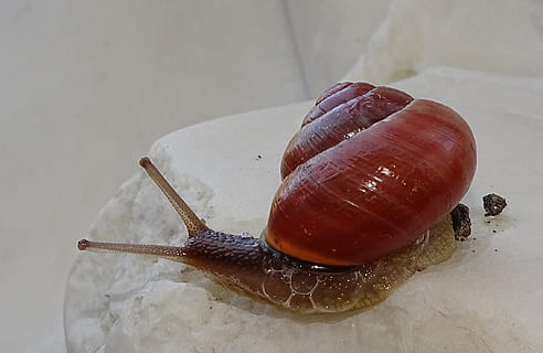 snail, shellfish, garden snail, view, casing, mollusk, gastropoda HD wallpaper