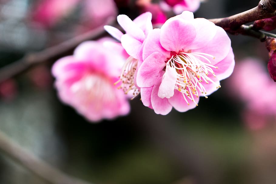 HD wallpaper: plant, blossom, flower, cherry blossom, geranium, fuchu ...