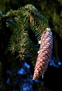 pine cones, conifer, seeds, spruce, plant, tree, nature, growth HD wallpaper