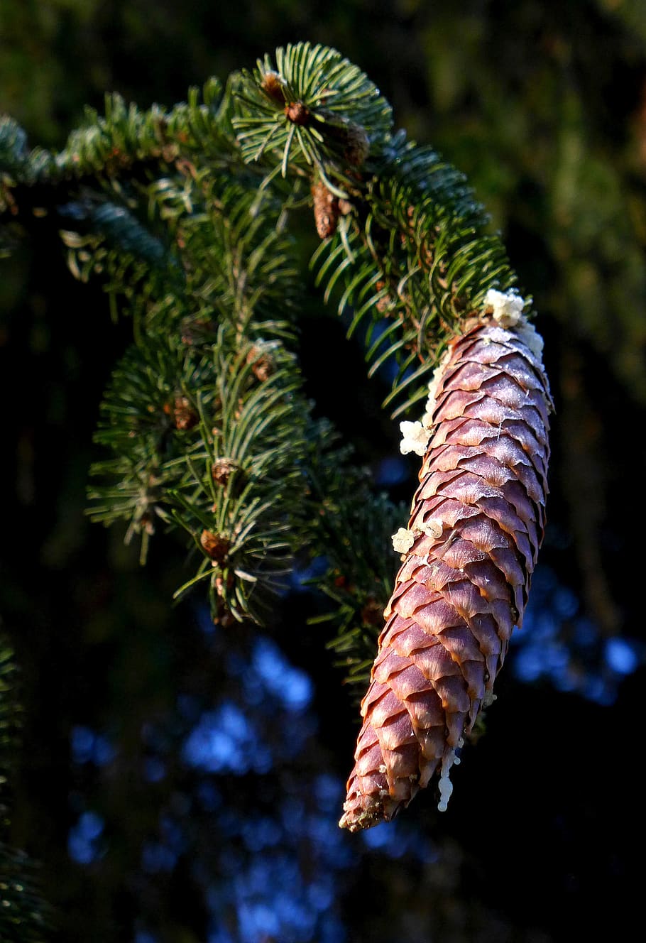 pine cones, conifer, seeds, spruce, plant, tree, nature, growth HD wallpaper