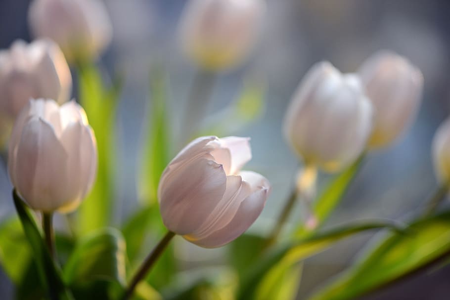 tulips, flowers, spring, flora, schnittblume, tender, close up HD wallpaper